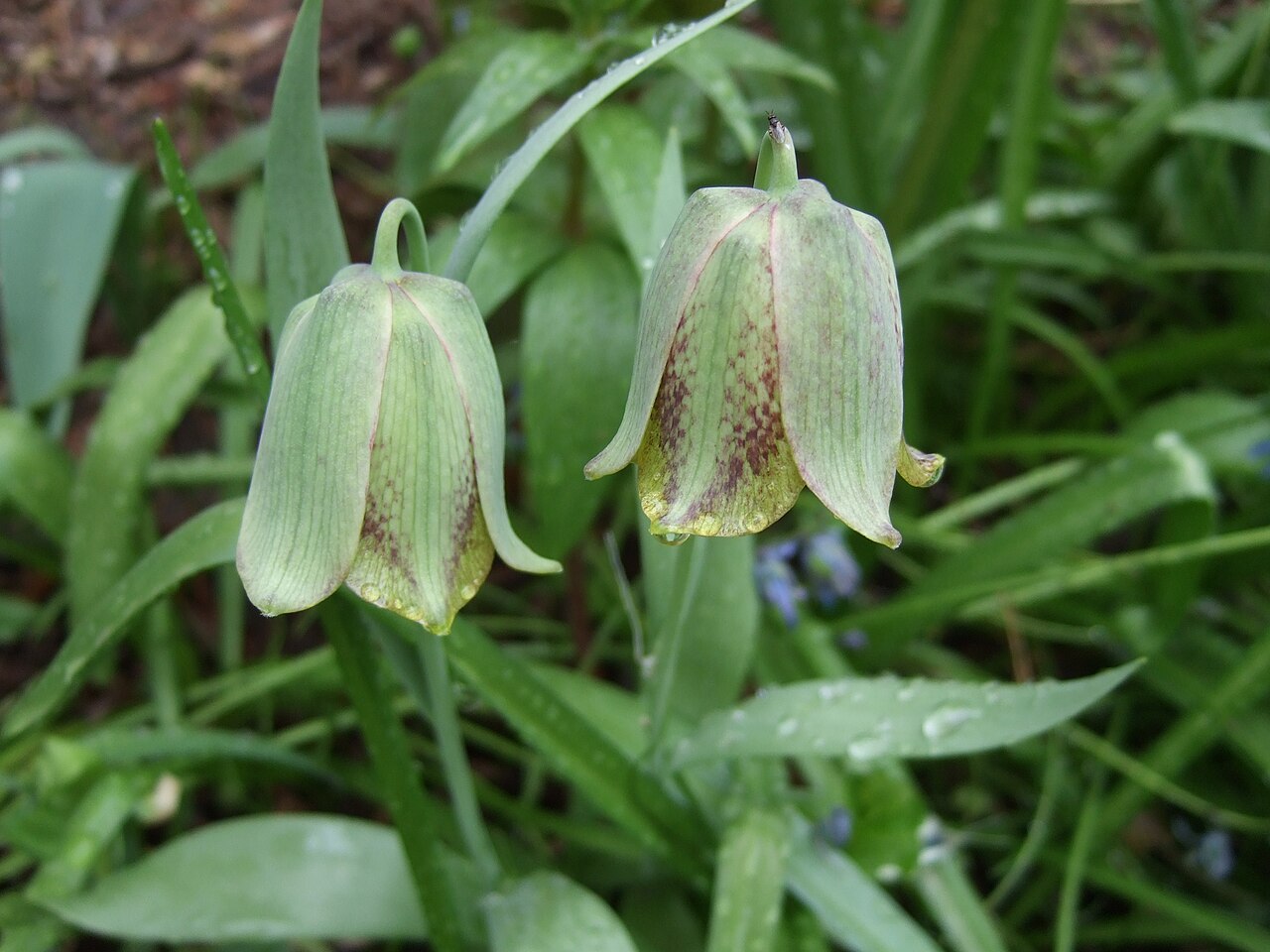 Fritillaria kotschyana: Fritillaria kotschyana
