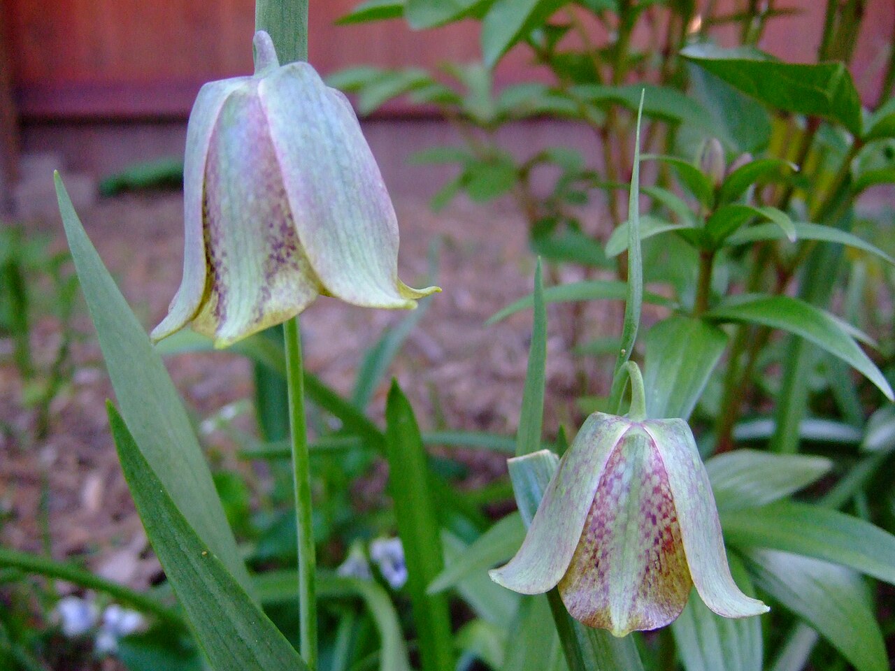 Fritillaria kotschyana: Fritillaria kotschyana