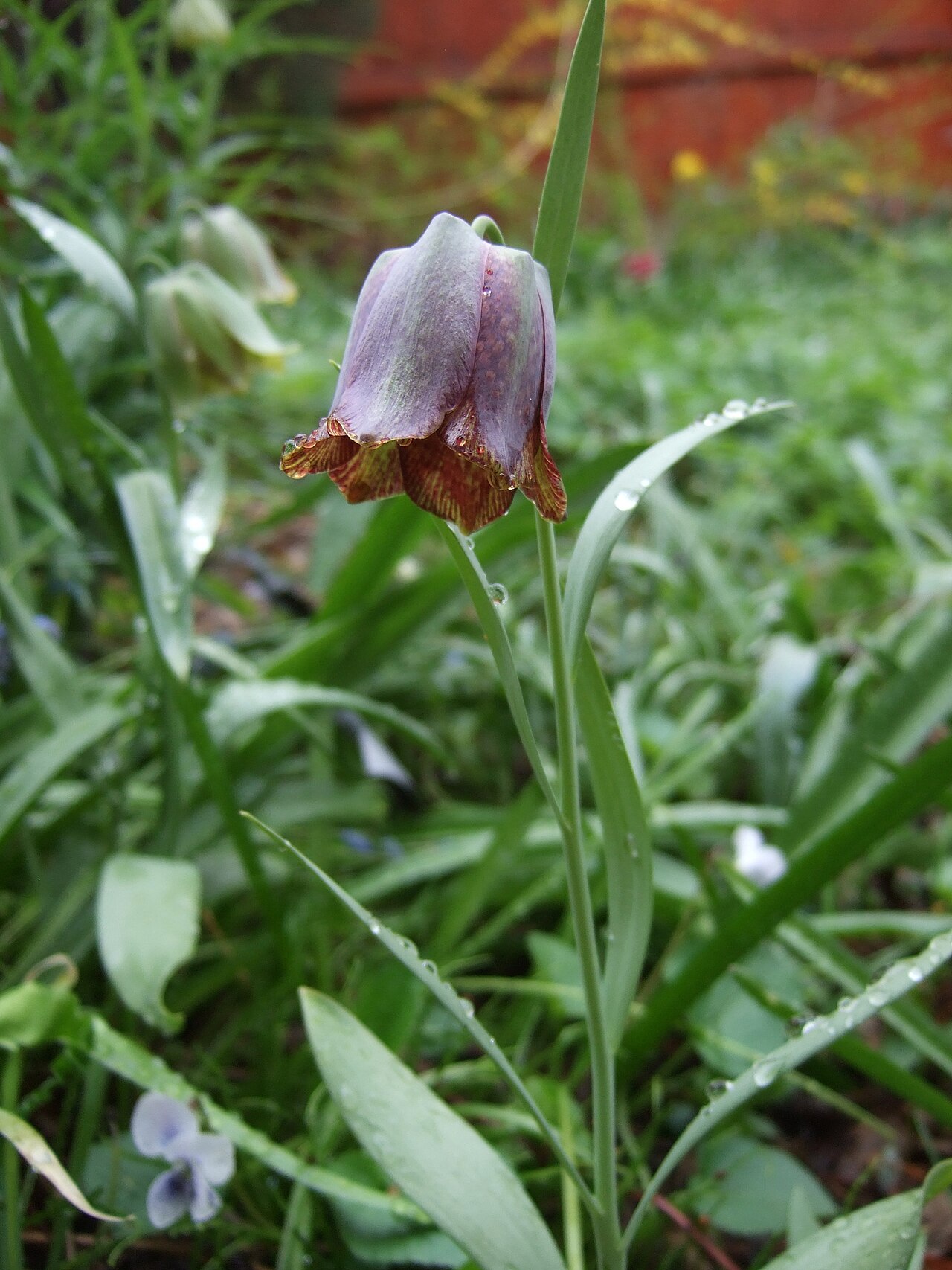 Fritillaria kotschyana: Fritillaria kotschyana