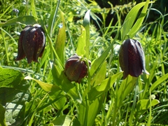 Fritillaria kotschyana (Fritillaria kotschyana)
