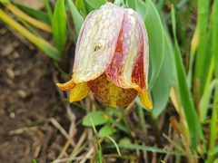 Fritillaria kurdica (Fritillaria kurdica)