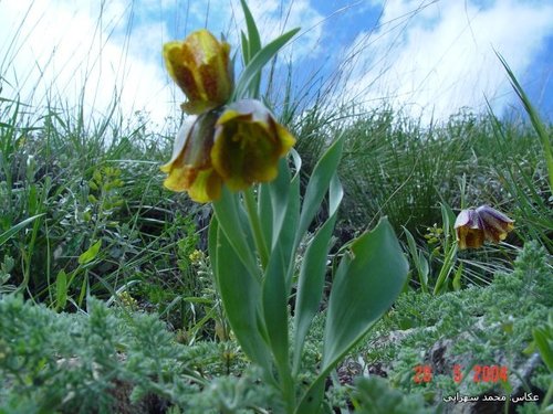 Fritillaria kurdica (Fritillaria kurdica)