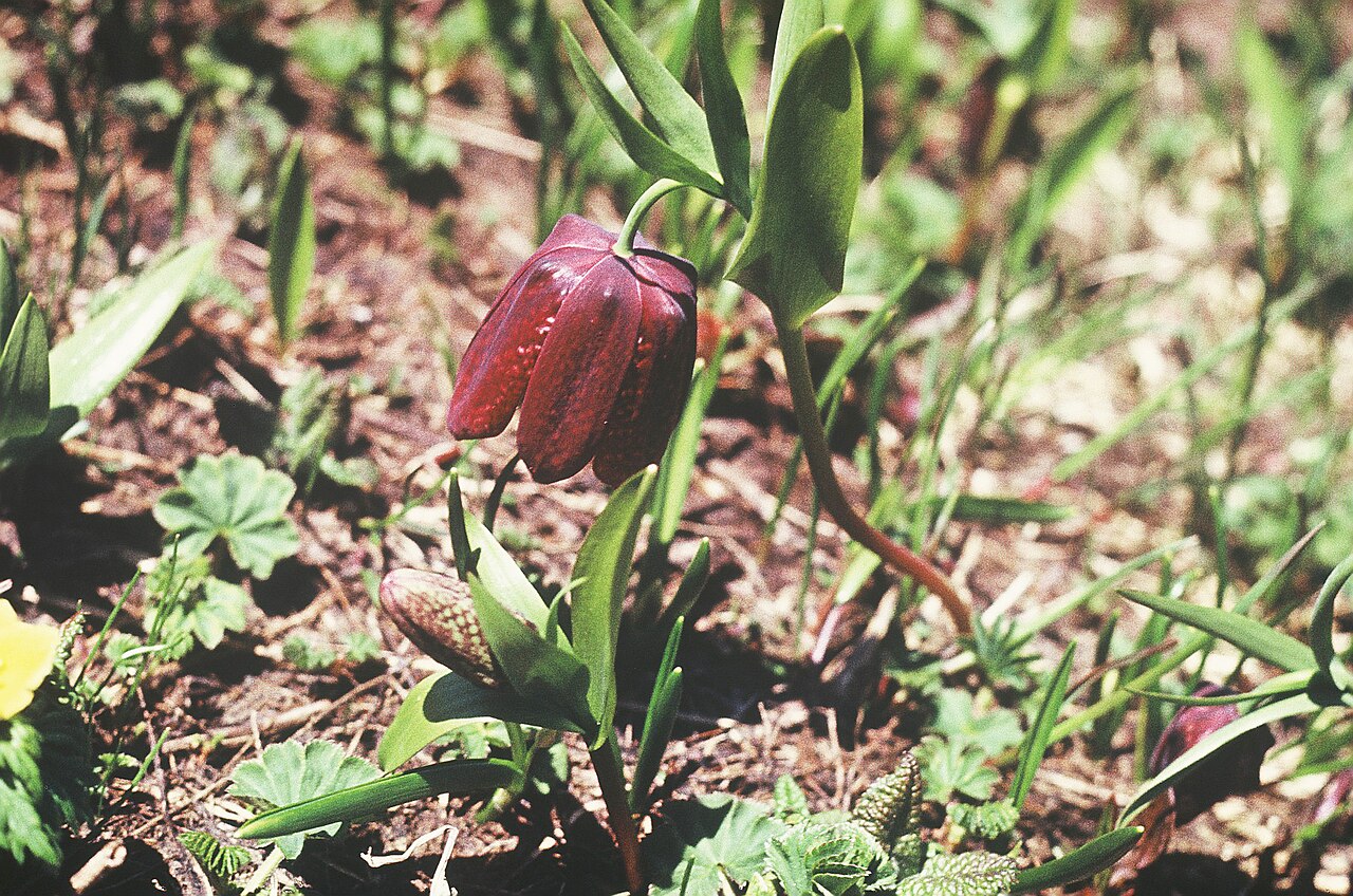 Fritillaria latifolia: Taken in Shkmeri