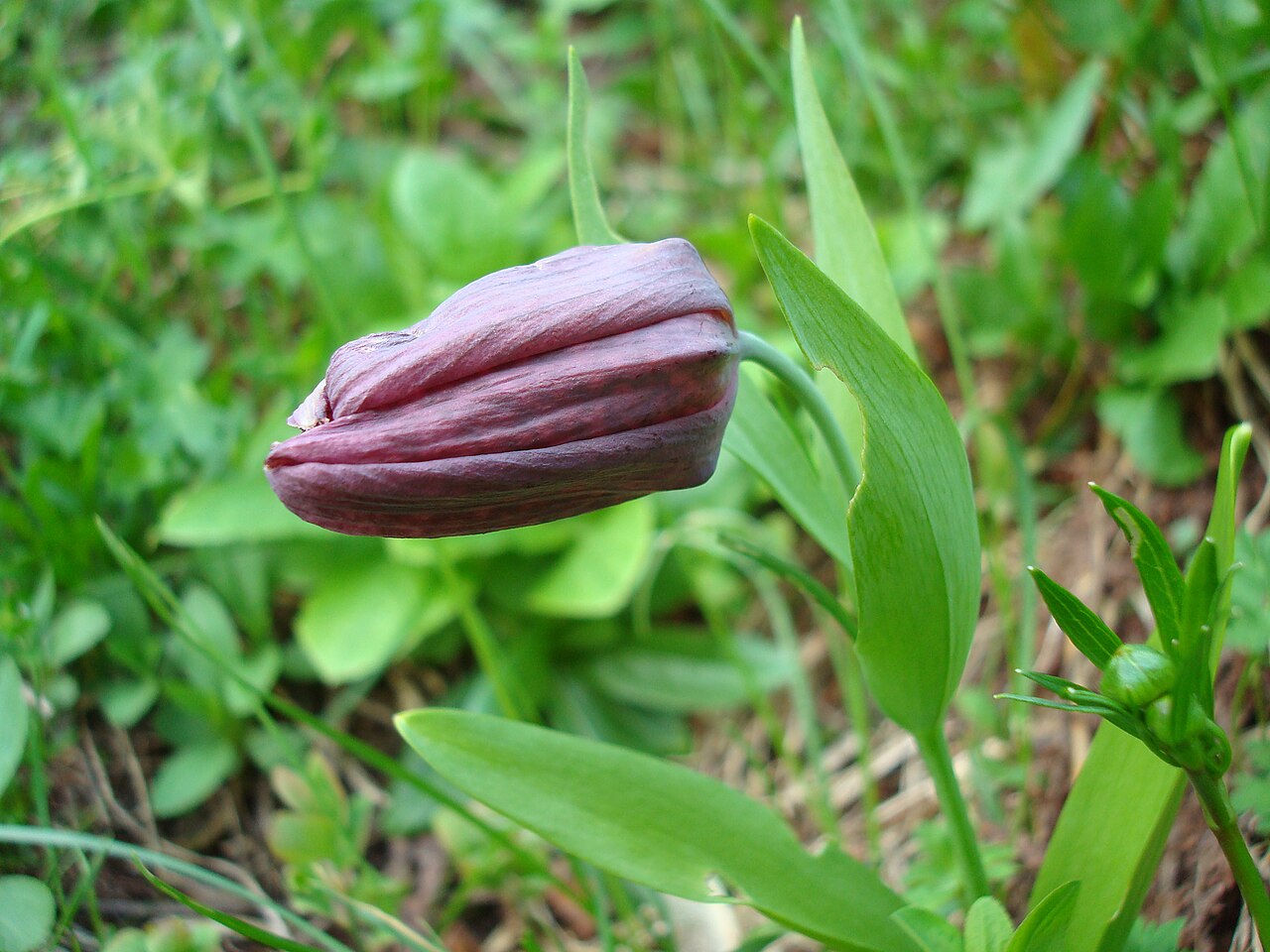 Fritillaria latifolia: Рябчик широколистный на склонах горы Ачишхо . Сочинский национальный парк, Сочи. Исчезающий колхидско-кавказский эндемичный вид. Занесён в Красную книгу.