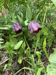 Fritillaria latifolia (Fritillaria latifolia)