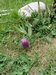 Fritillaria latifolia (Fritillaria latifolia)