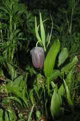 Fritillaria latifolia (Fritillaria latifolia)