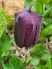 Fritillaria latifolia (Fritillaria latifolia)