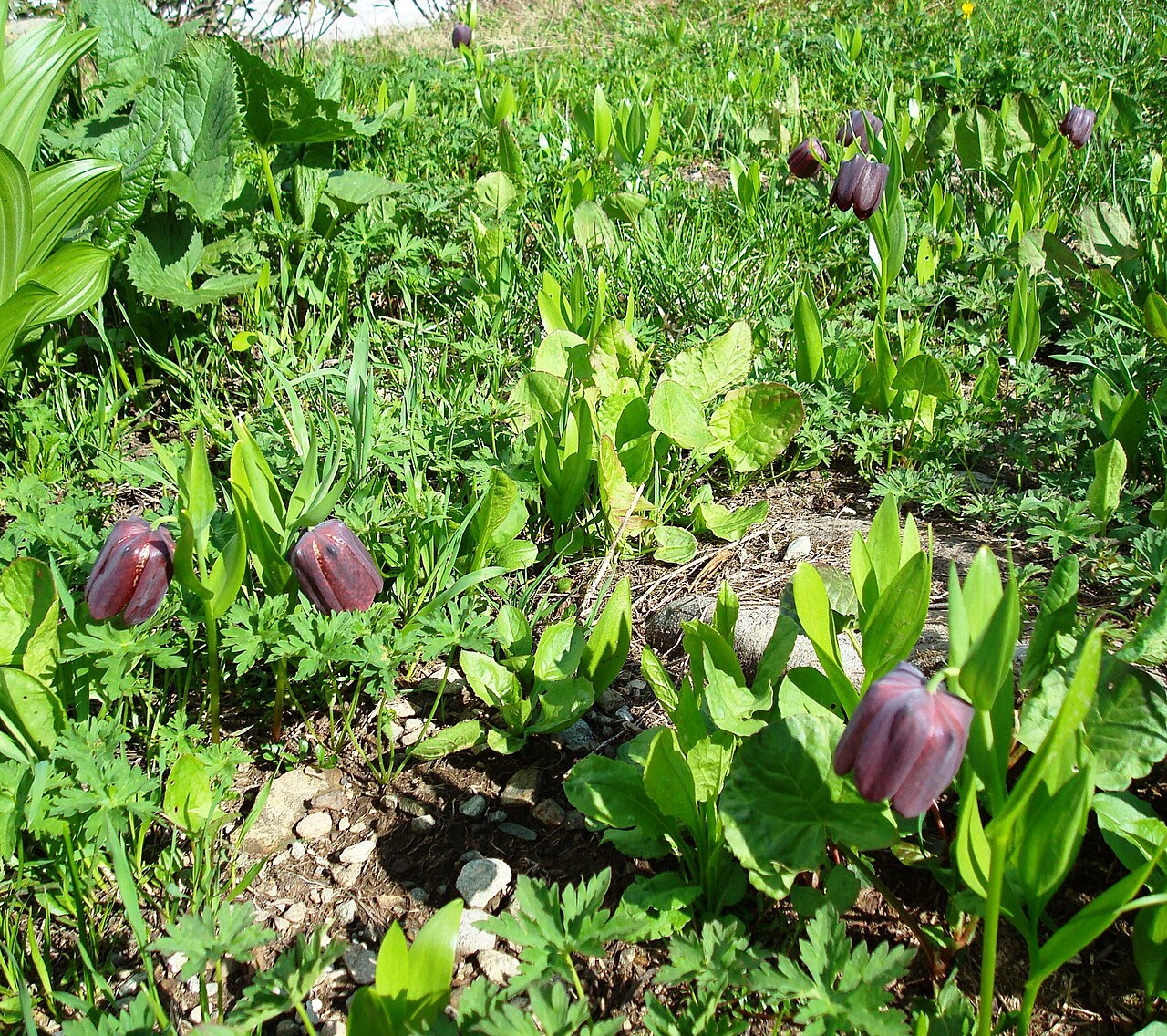 Fritillaria latifolia: Fritillaria latifolia Willd. Endemiс. It is included in the Red List. The photo was taken on Mount Achishkho slopes in vicinities of Krasnaya Polyana, Sochi.