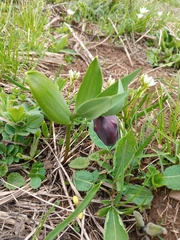 Fritillaria latifolia (Fritillaria latifolia)