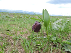 Fritillaria latifolia (Fritillaria latifolia)