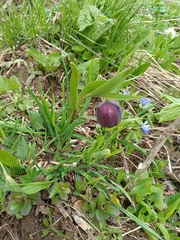 Fritillaria latifolia (Fritillaria latifolia)