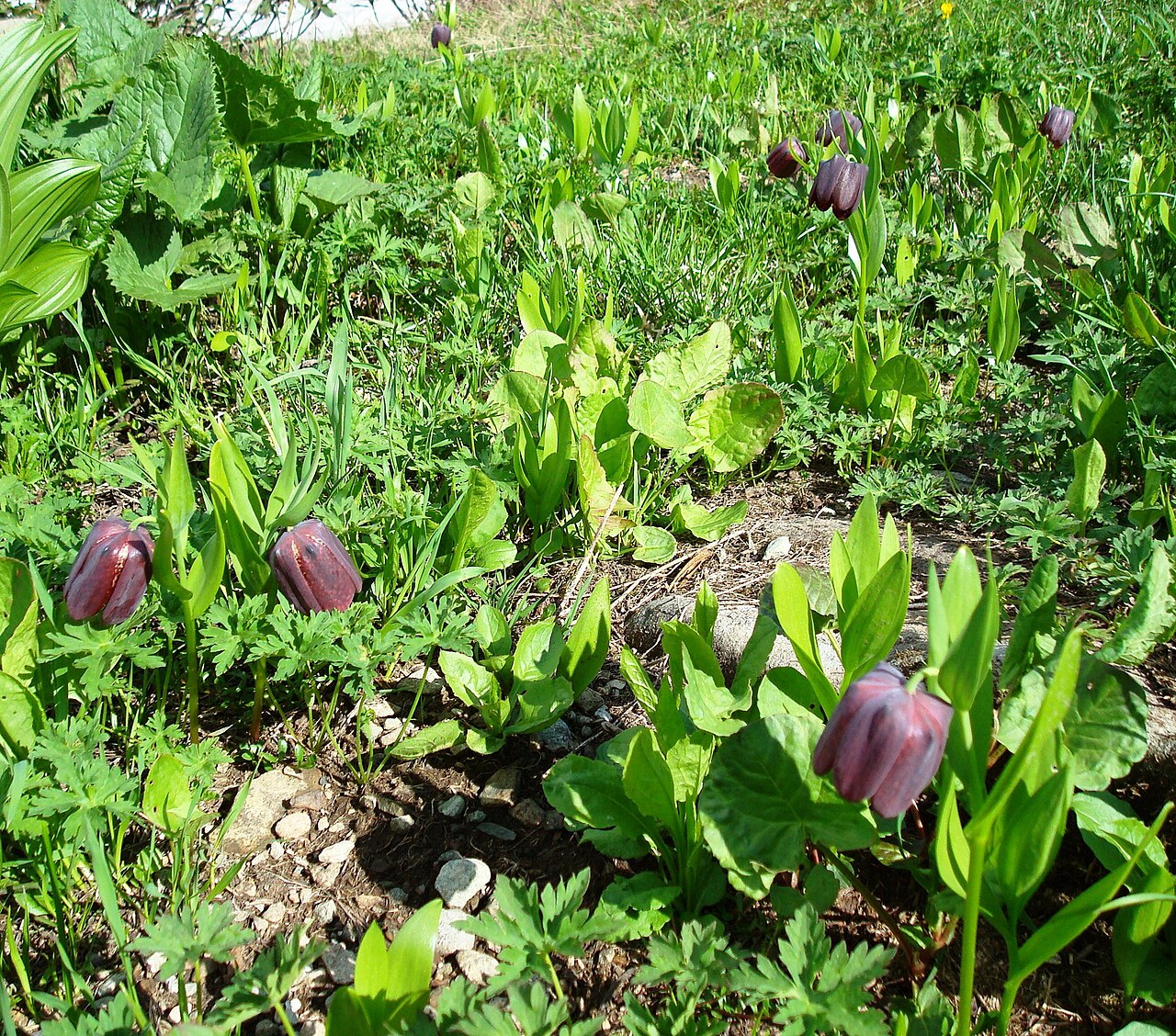Fritillaria latifolia: Рябчик широколистный на склонах горы Ачишхо . Сочинский национальный парк, Сочи. Исчезающий колхидско-кавказский эндемичный вид. Занесён в Красную книгу.