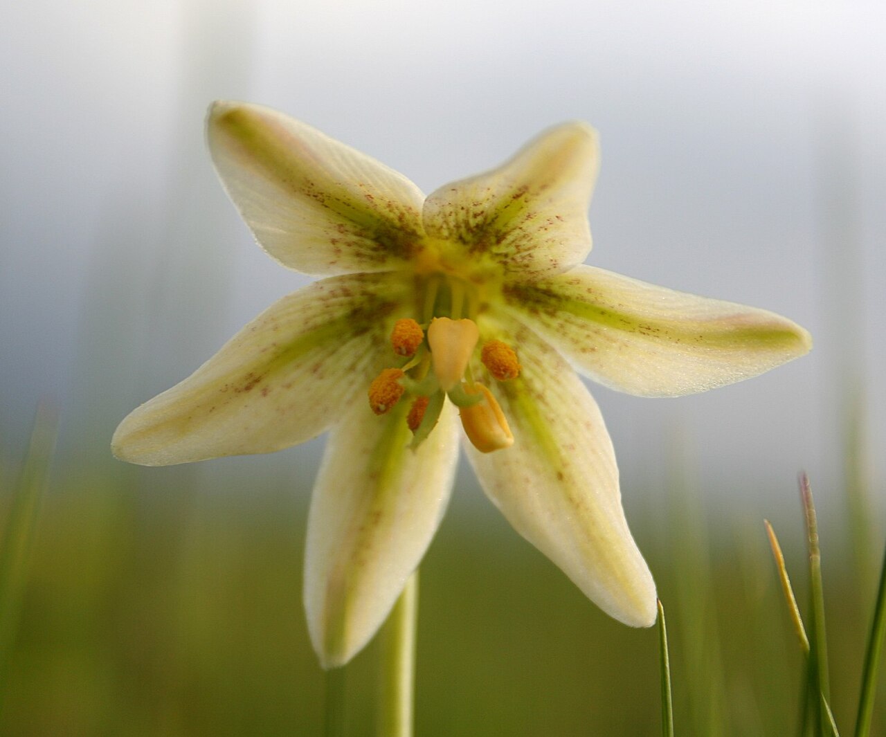 Fragrant fritillary: Fragrant Fritillary ( Fritillaria liliacea ) taken at Jepson Prairie in California .