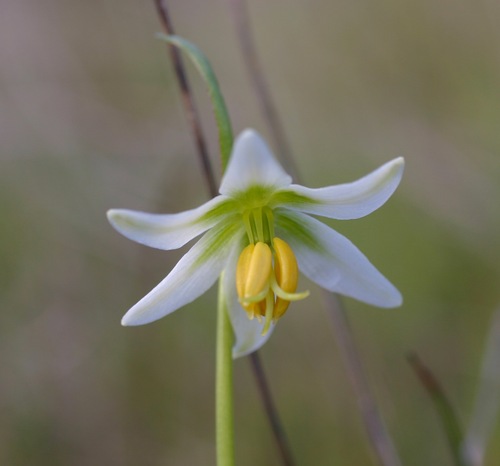 Fragrant fritillary (Fritillaria liliacea)