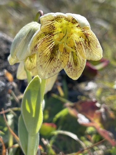 Fragrant fritillary (Fritillaria liliacea)