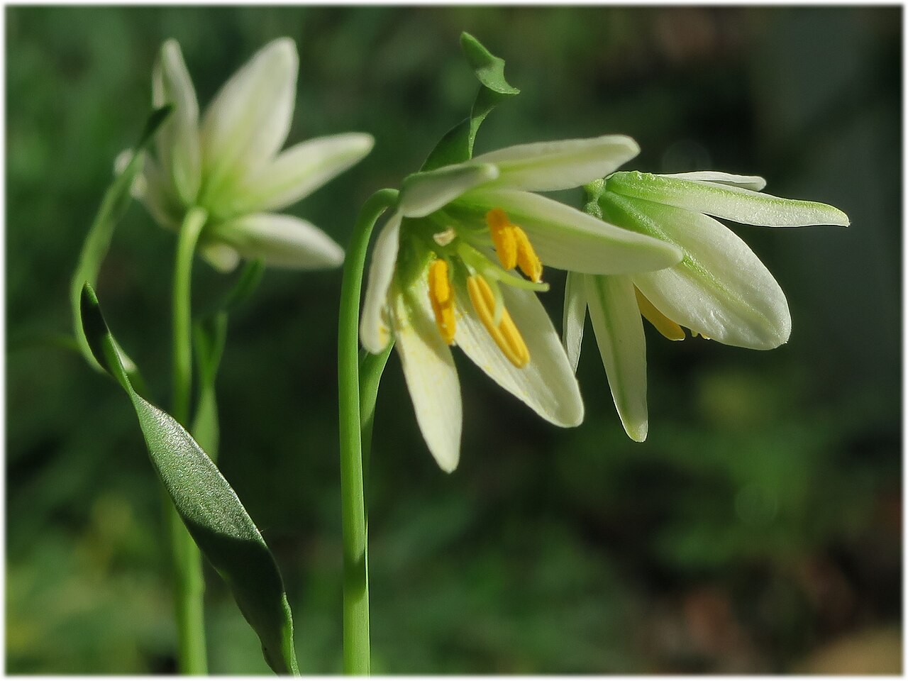 Fragrant fritillary: Fritillaria liliacea—fragrant fritillary. Included in the CNPS Inventory of Rare and Endangered Plants on list 1B.2 (rare, threatened, or endangered in CA and e