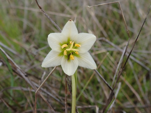 Fragrant fritillary (Fritillaria liliacea)