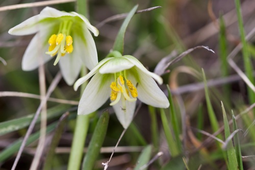 Fragrant fritillary (Fritillaria liliacea)