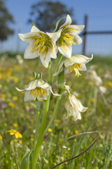 Fragrant fritillary (Fritillaria liliacea)