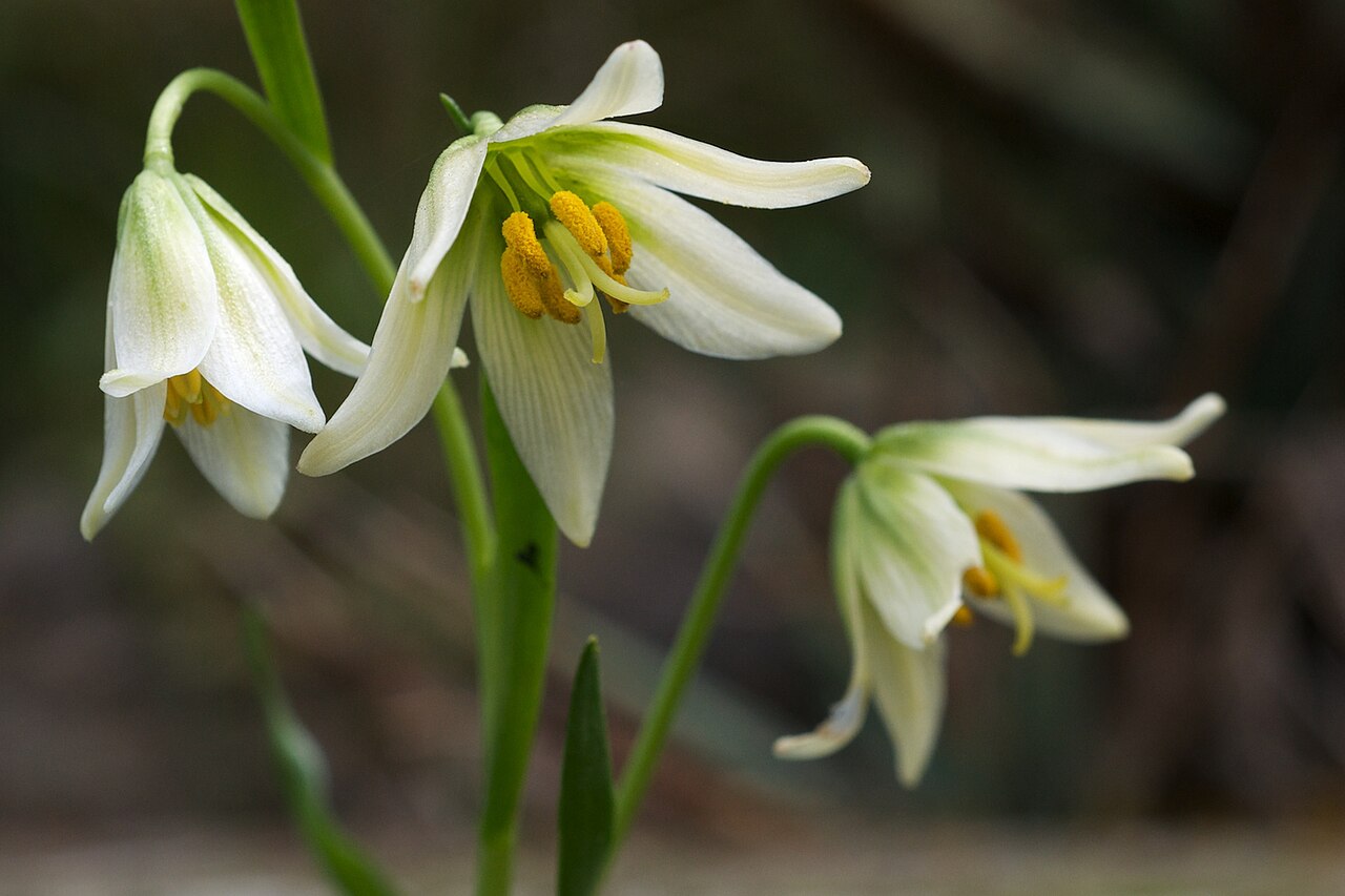 Fragrant fritillary: Fritillaria liliacea - a Species from California Photographed at Tilden Regional Parks Botanic Garden