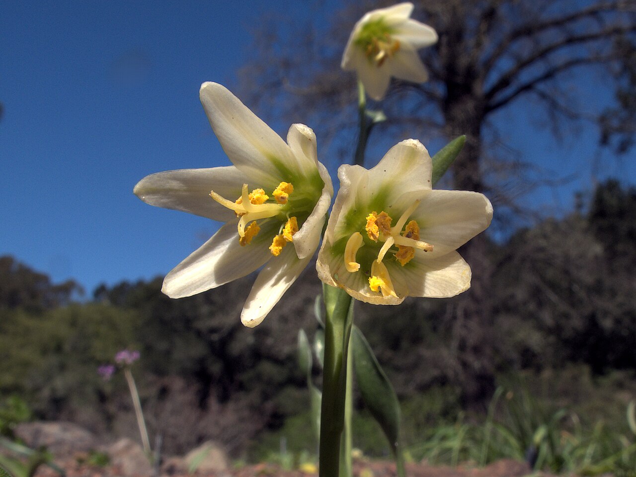 Fragrant fritillary: Fritillaria liliacea—fragrant fritillary. Included in the CNPS Inventory of Rare and Endangered Plants on list 1B.2 (rare, threatened, or endangered in CA and e