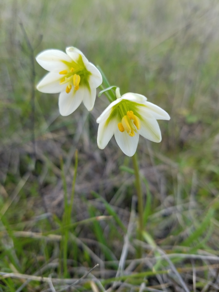 Fragrant fritillary (Fritillaria liliacea)