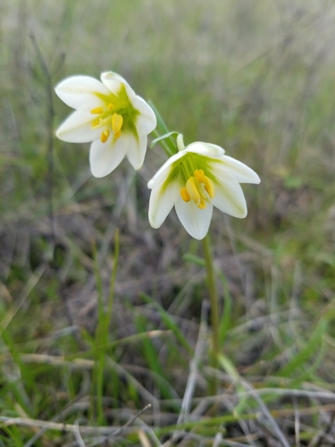 Fragrant fritillary (Fritillaria liliacea)