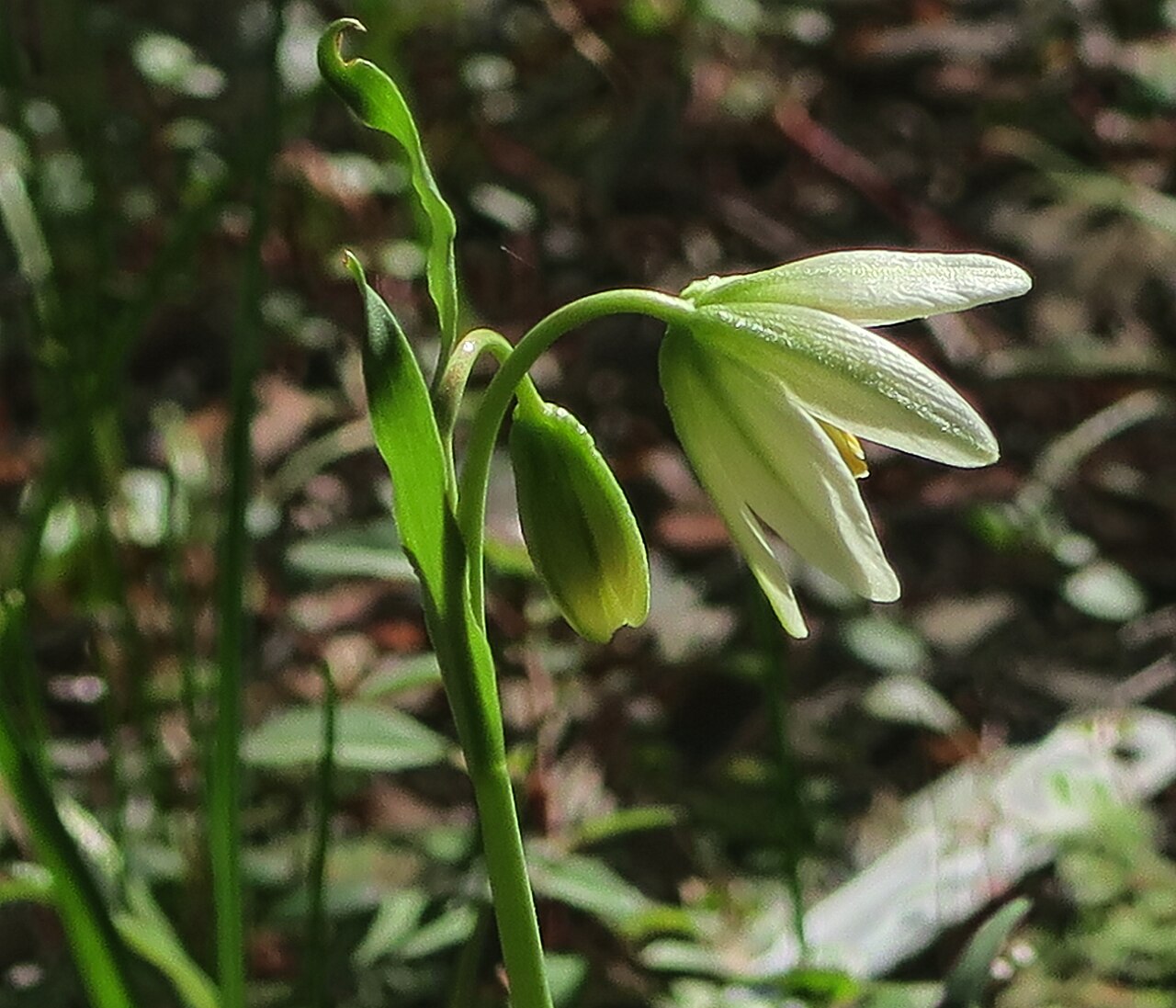 Fragrant fritillary: Fritillaria liliacea—fragrant fritillary. Included in the CNPS Inventory of Rare and Endangered Plants on list 1B.2 (rare, threatened, or endangered in CA and e
