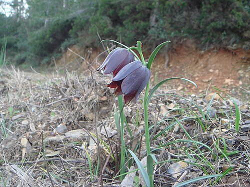 Fritillaria lusitanica: Tulipán de monte ( Fritillaria lusitanica ), Ceuta, España