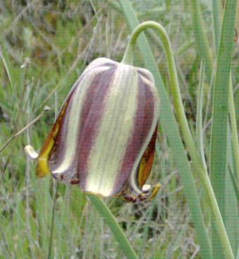Fritillaria lusitanica: Fritillaria lusitanica