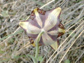 Fritillaria lusitanica: Fritillaria lusitanica