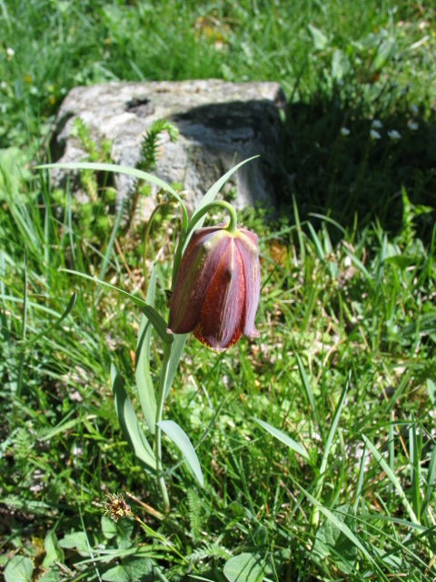 Fritillaria lusitanica: Fritillaria lusitanica , Hoz Oscura, León