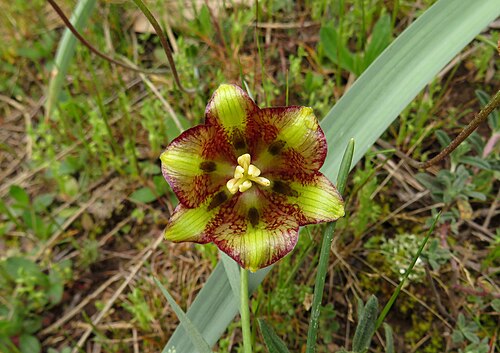 Fritillaria lusitanica: Fritillaria lusitanica in Lozoya ( Community of Madrid , Spain ).