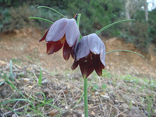 Fritillaria lusitanica: ( Fritillaria lusitanica ), Ceuta, España