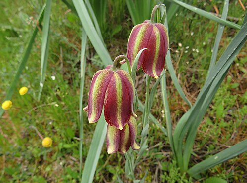 Fritillaria lusitanica: Fritillaria lusitanica in Lozoya ( Community of Madrid , Spain ).