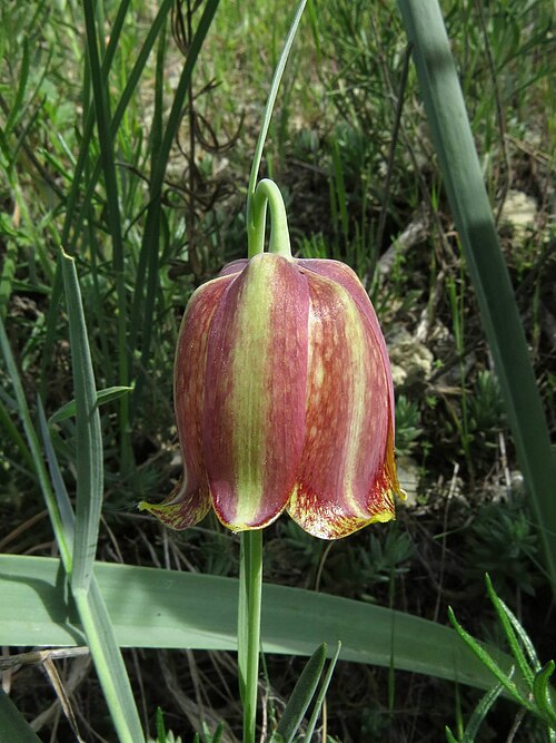 Fritillaria lusitanica: Fritillaria lusitanica subsp. lusitanica / Rivas Vaciamadrid, Madrid, Spain