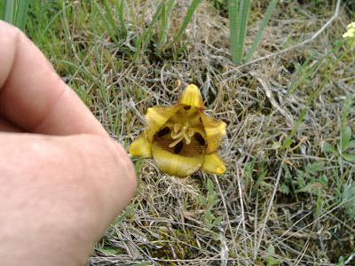 Fritillaria lusitanica: Fritillaria lusitanica