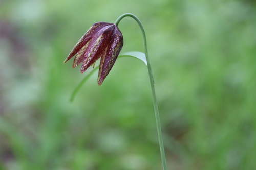 Fritillaria maximowiczii (Fritillaria maximowiczii)