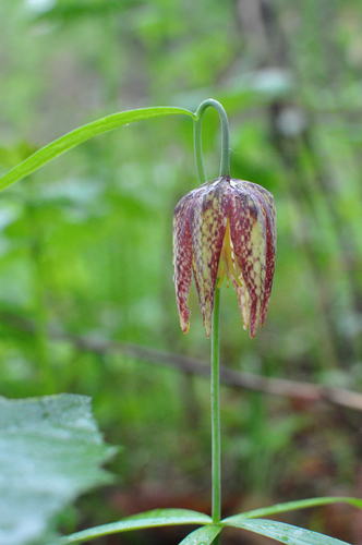 Fritillaria maximowiczii (Fritillaria maximowiczii)
