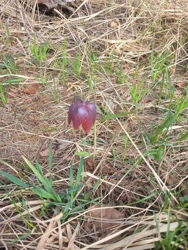 Chequered lily (Fritillaria meleagris)