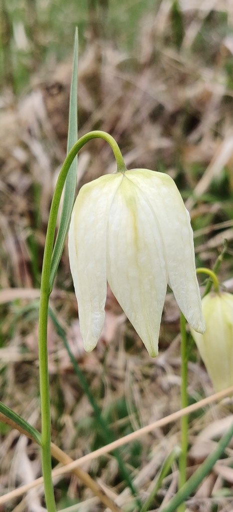 Chequered lily (Fritillaria meleagris)