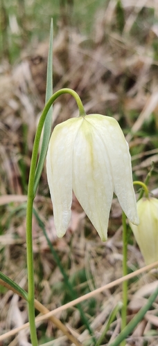 Chequered lily