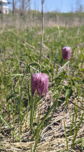 Chequered lily (Fritillaria meleagris)