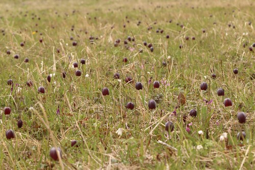 Chequered lily (Fritillaria meleagris)