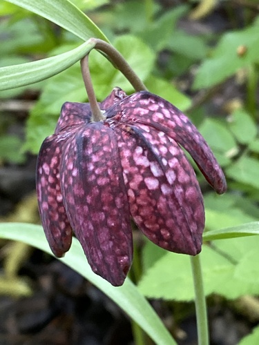 Chequered lily (Fritillaria meleagris)