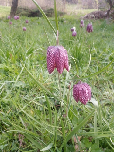 Chequered lily (Fritillaria meleagris)