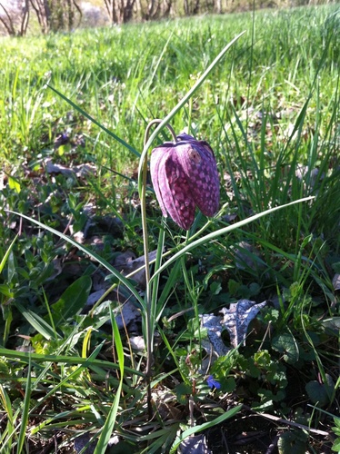 Chequered lily (Fritillaria meleagris)