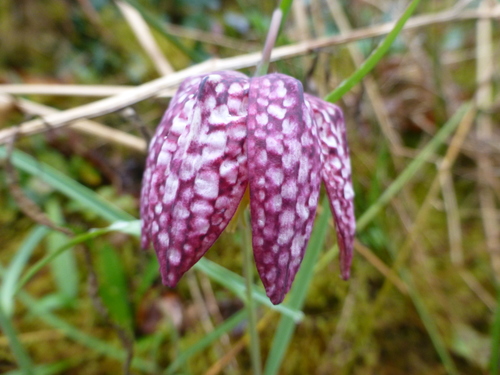 Chequered lily (Fritillaria meleagris)