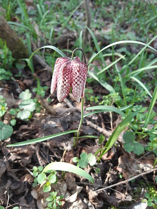 Chequered lily: snake's head fritillary, snake's head, chess flower, frog-cup, guinea-hen flower, guinea flower, leper lily, Lazarus bell, chequered lily, chequered daffodil, d